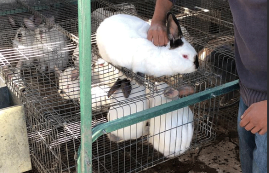Ammantiax's tweet photo. Imagine This.
Imagine transforming a small backyard into a thriving rabbit farm:
10 rabbits generating income and organic fertilizer.
Fresh meat for your family or market.
A growing business with minimal investment.
Dream big with rabbit farming!
#AgriHopperRwanda #StartFarming https://t.co/F2Me2y7hY6