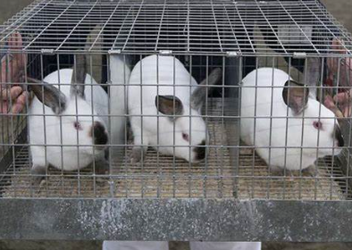 Ammantiax's tweet photo. Imagine This.
Imagine transforming a small backyard into a thriving rabbit farm:
10 rabbits generating income and organic fertilizer.
Fresh meat for your family or market.
A growing business with minimal investment.
Dream big with rabbit farming!
#AgriHopperRwanda #StartFarming https://t.co/F2Me2y7hY6