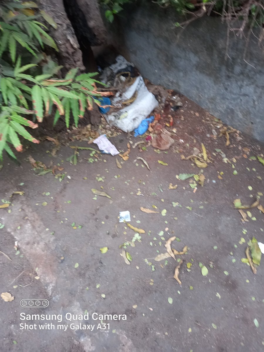 KushruM's tweet photo. @mybmcWardHW hi pl ask yr good staff to clear this. Venue outside varde villa bldg in gaeity lane. This is lying 4 past many days &amp; yr staff just ignores it. Pl tell them to take care of trees becoz they r imp 4 our lifes. @OfficeofAShelar https://t.co/H8KRaQsEty