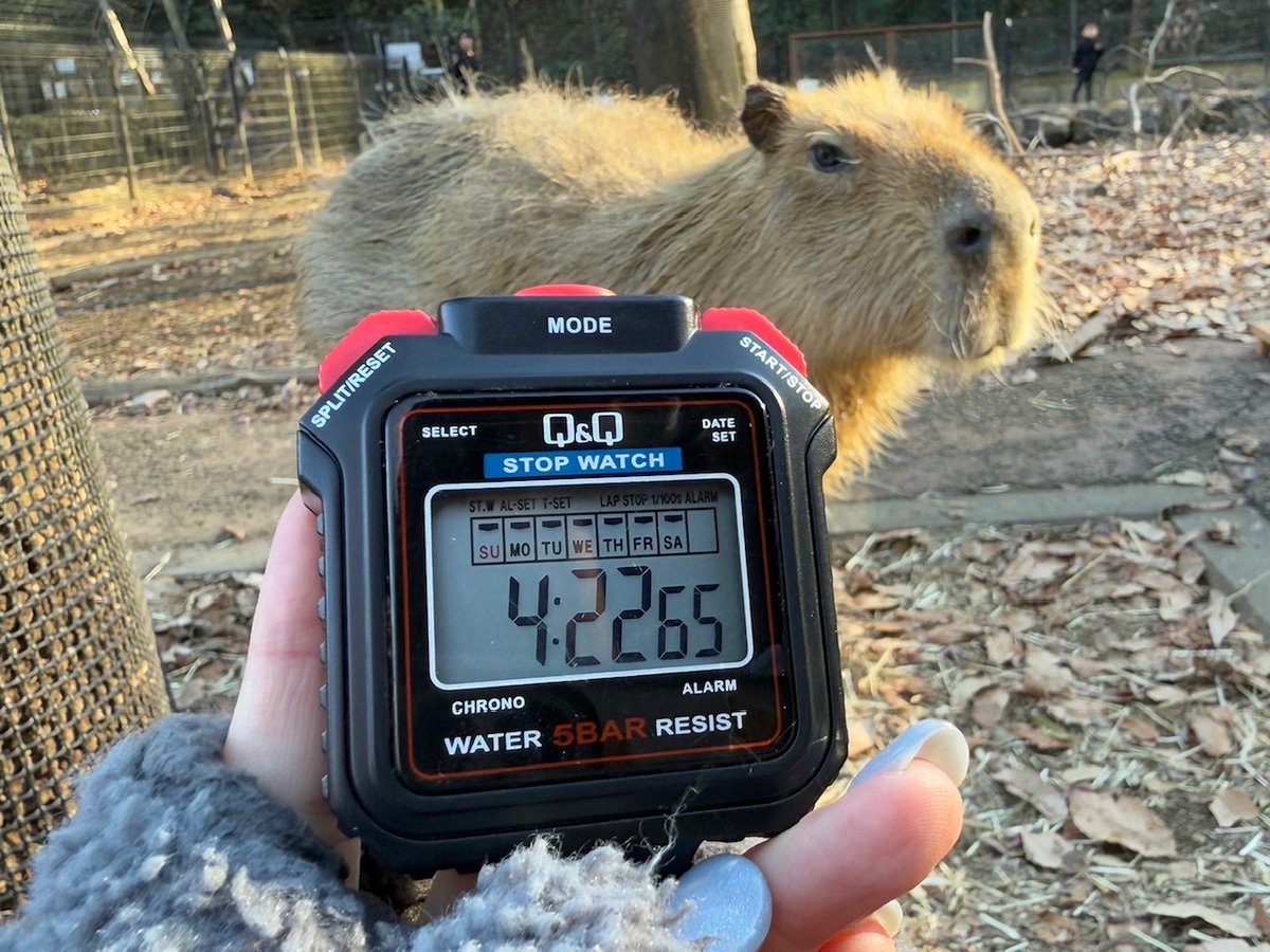 capybarabath's tweet image. 【埼玉】
埼玉のタイムは、4分22秒でした~
今日はポカポカ陽気だったせいか、11時から3時間以上日向ぼっこ楽しんだのちの結果でした(笑)
おつかれさま心音!
#カピバラ
#カピバラ温泉
#カピバラ長風呂対決