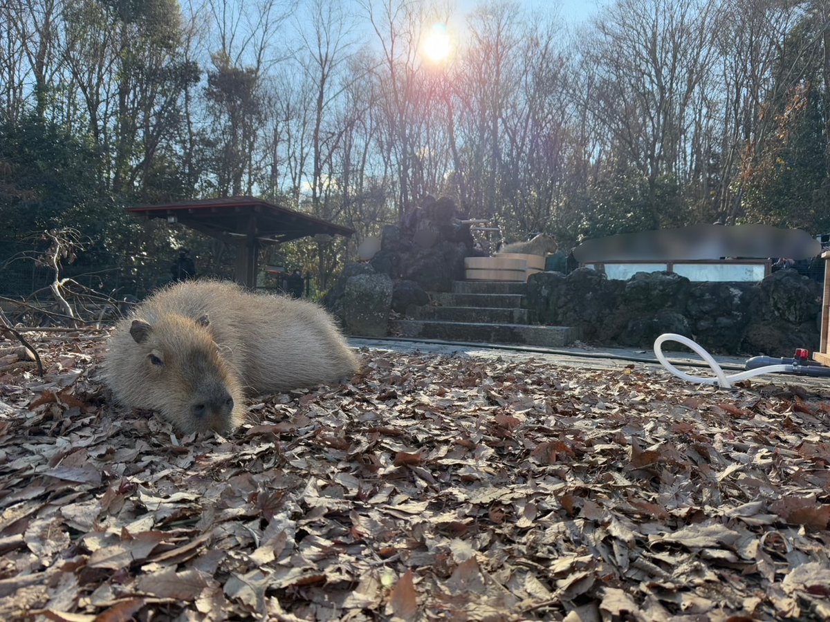 capybarabath's tweet image. 【埼玉】
埼玉のタイムは、4分22秒でした~
今日はポカポカ陽気だったせいか、11時から3時間以上日向ぼっこ楽しんだのちの結果でした(笑)
おつかれさま心音!
#カピバラ
#カピバラ温泉
#カピバラ長風呂対決