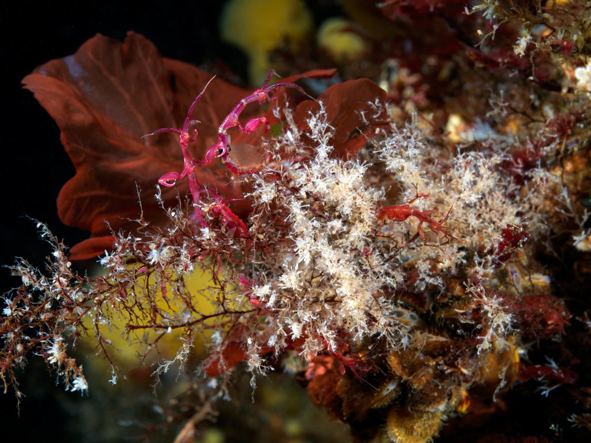 Skeleton shrimps Caprella septentrionalis guarding kids.