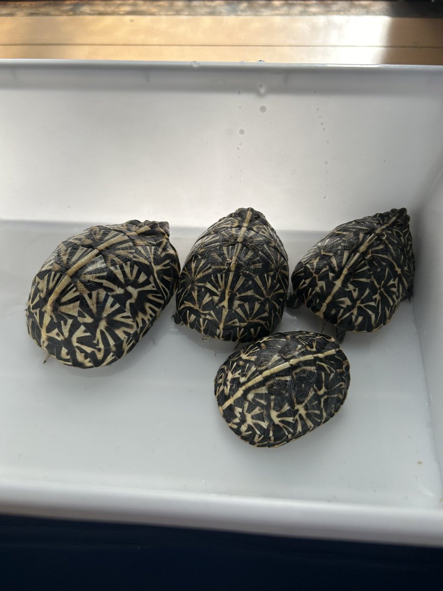 室内育成チームも沢山いるので、冬場でも世話するのに、それなりに時間がかかる。そして春になると、また産卵が始まり、結局、一年中忙しい。でもそんな生活が当たり前になり、カメがいなくなったら、すぐにボケると思う。ボケると家族が困るから身体を鍛えて、長くこの趣味を続けよう。