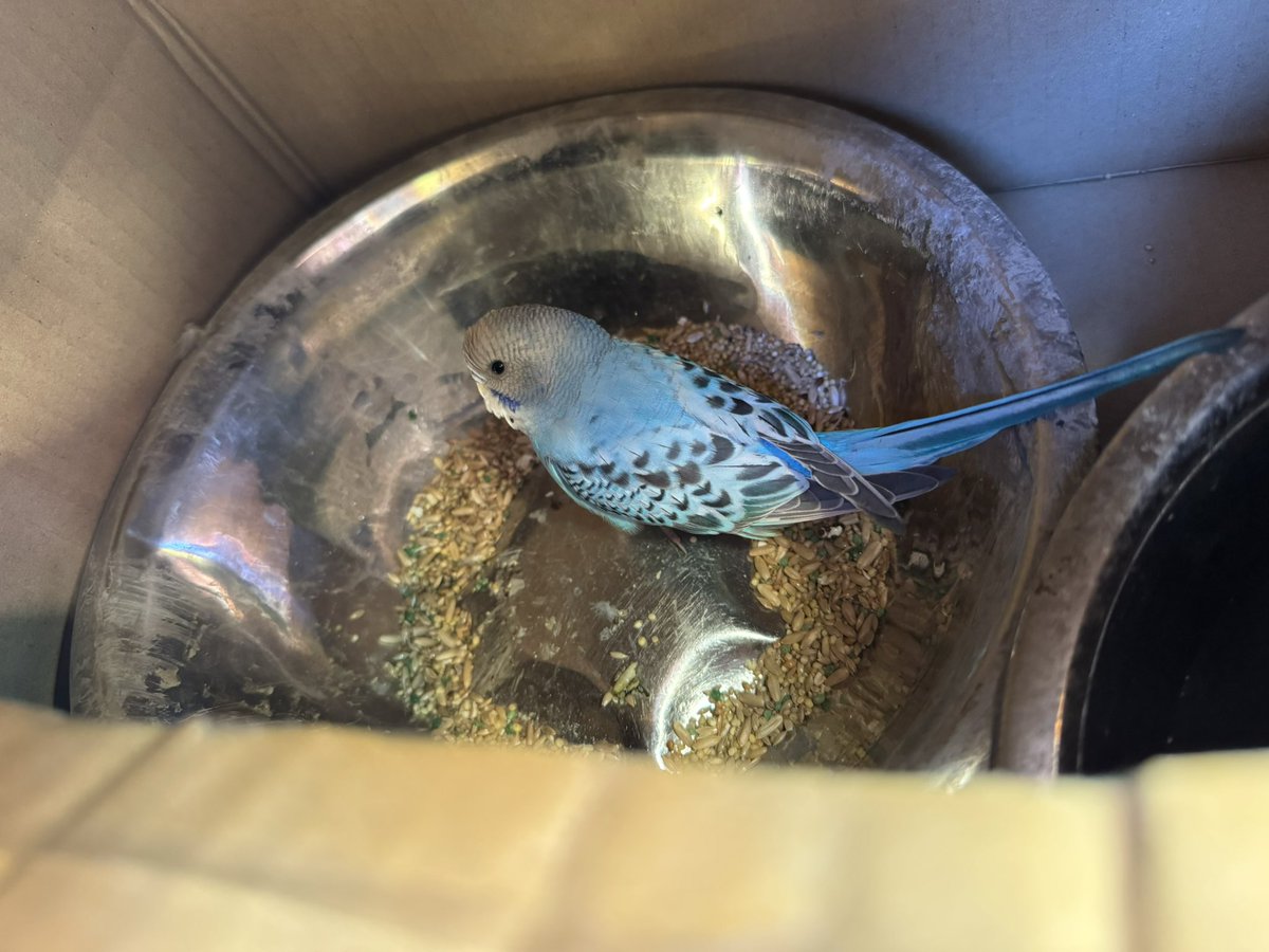 R12gap14Y's tweet photo. 越谷市でセキセイインコを保護しております。
#セキセイインコ　#迷い鳥　#保護　#越谷　#埼玉 https://t.co/7dc3d0Snh0