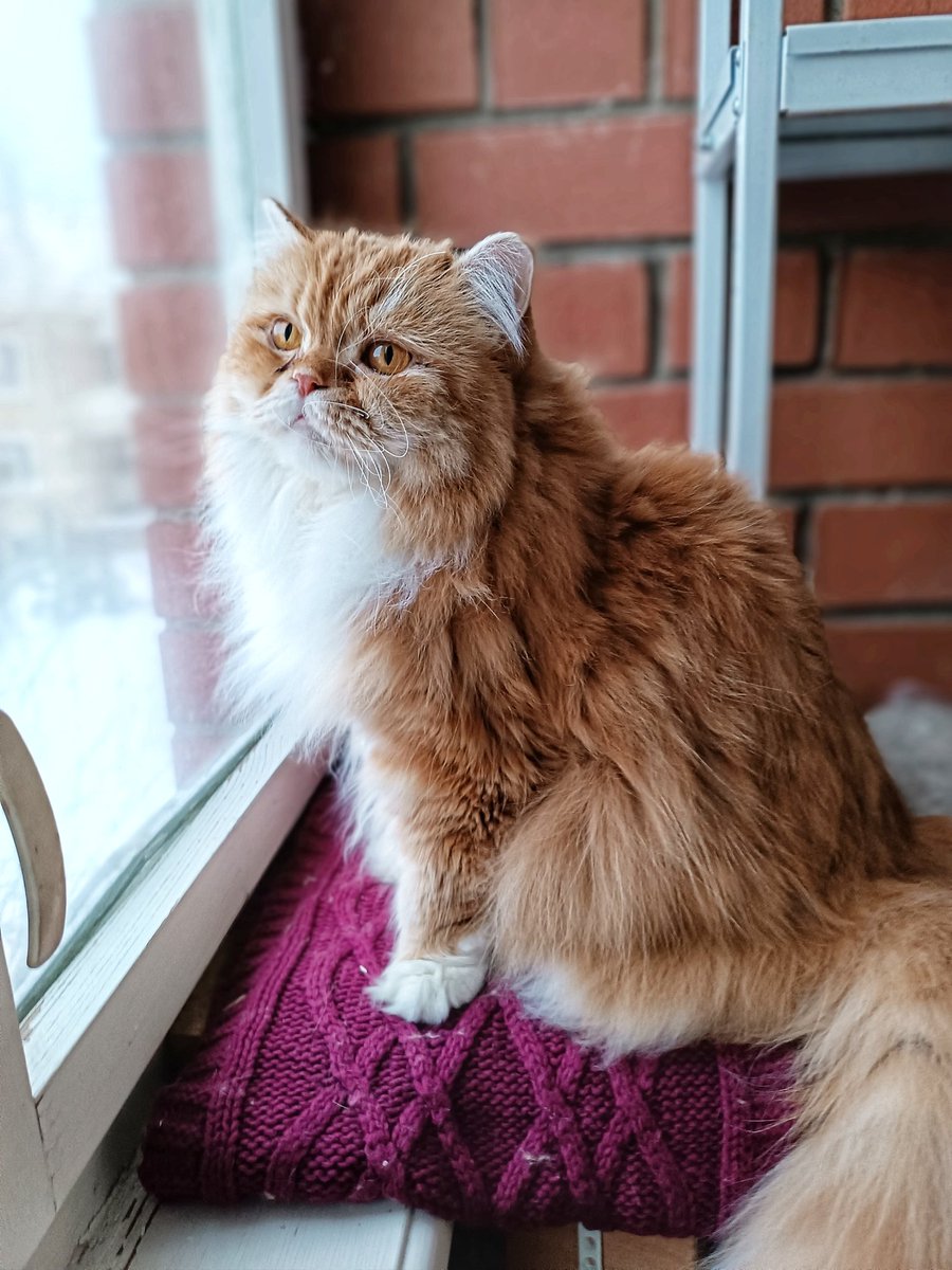 Утренний сэр