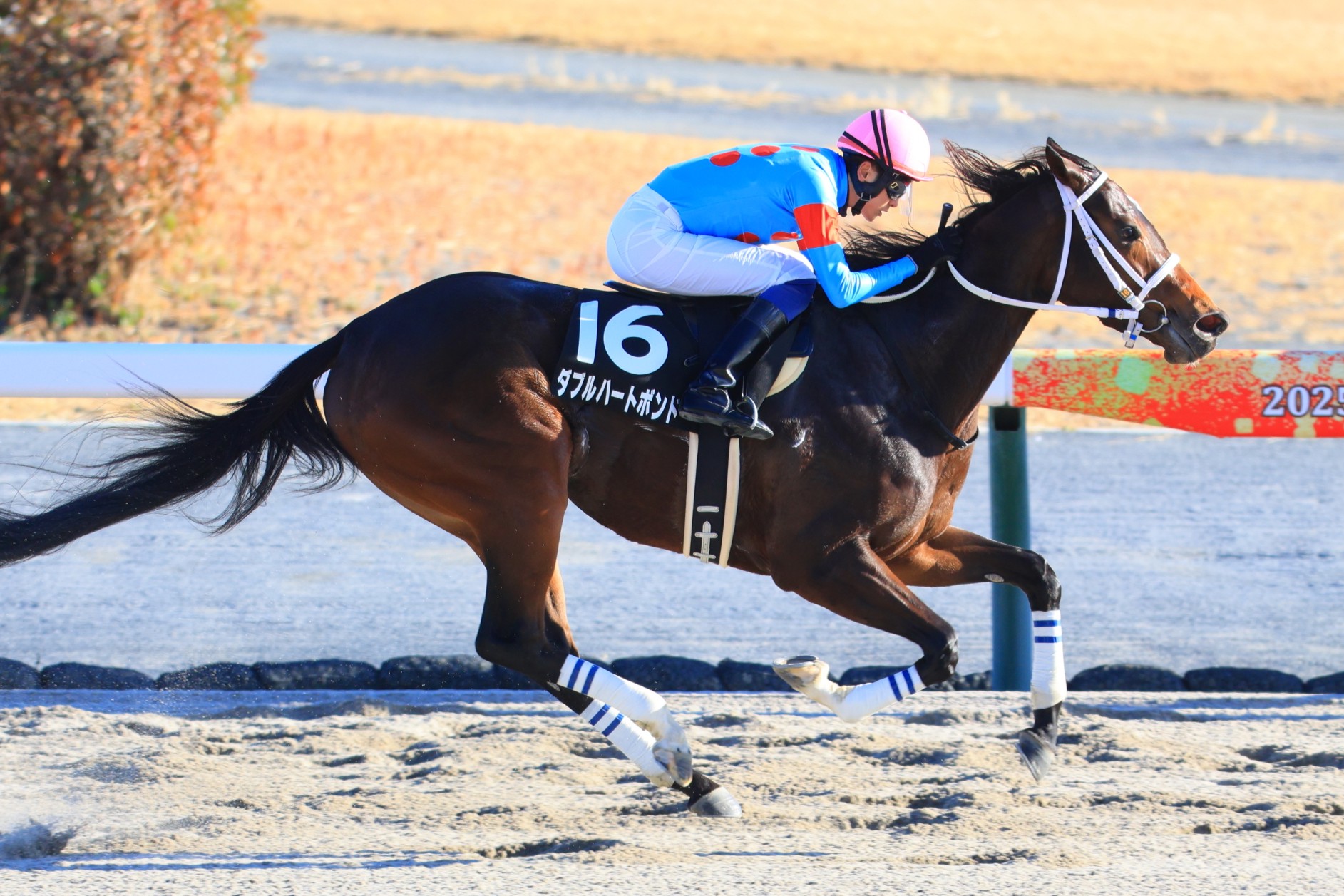 Yahoo!オークション -「新馬戦」(終了したレースの馬券) (競馬