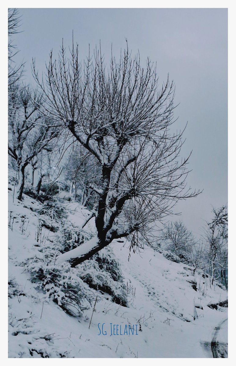 SgJeelani's tweet photo. Happy Stuarday ❤️ 
A winter weave 

#December11th
#winterwave 
#coldness #wildlife 
#loving ❤️ 
#NaturePhotography https://t.co/8EbHKPKIZr