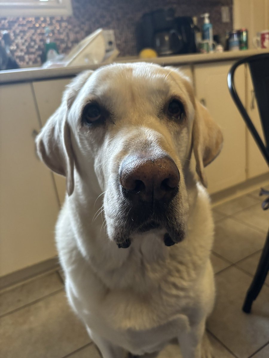 Ed Lewis 🇨🇦🍁 (@edlewis23246701) on Twitter photo Hi frens, it’s been a tough week. I may sign off for a while. Take care, get lots of love, treats and snuggles. 
Love, 
Ed Hi frens, it’s been a tough week. I may sign off for a while. Take care, get lots of love, treats and snuggles. 
Love, 
Ed