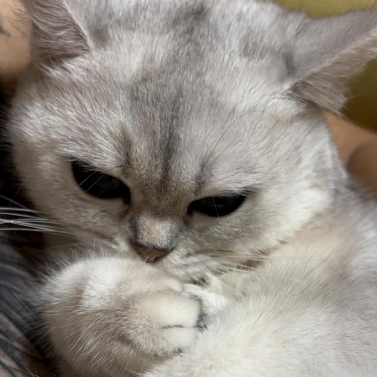 猫を飼い始めてから、スマホのアルバムはすべて彼の写真でいっぱいです。寝ているときは、「小さな赤ちゃん、本当にかわいいな」と思います