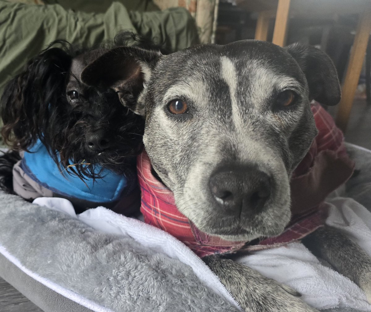 Happy 10th Burfday to my big sisfur, Hildy! She puts up with all my shenanigans and we all love her xxx #ZSHQ <a href="/ZombieSquadHQ/">ZombieSquadHQ💖💚🧡💚🩵©</a>