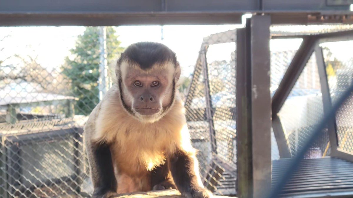 タケシくん、お父さんのフトシくんに似てきました。立派なオスへと成長