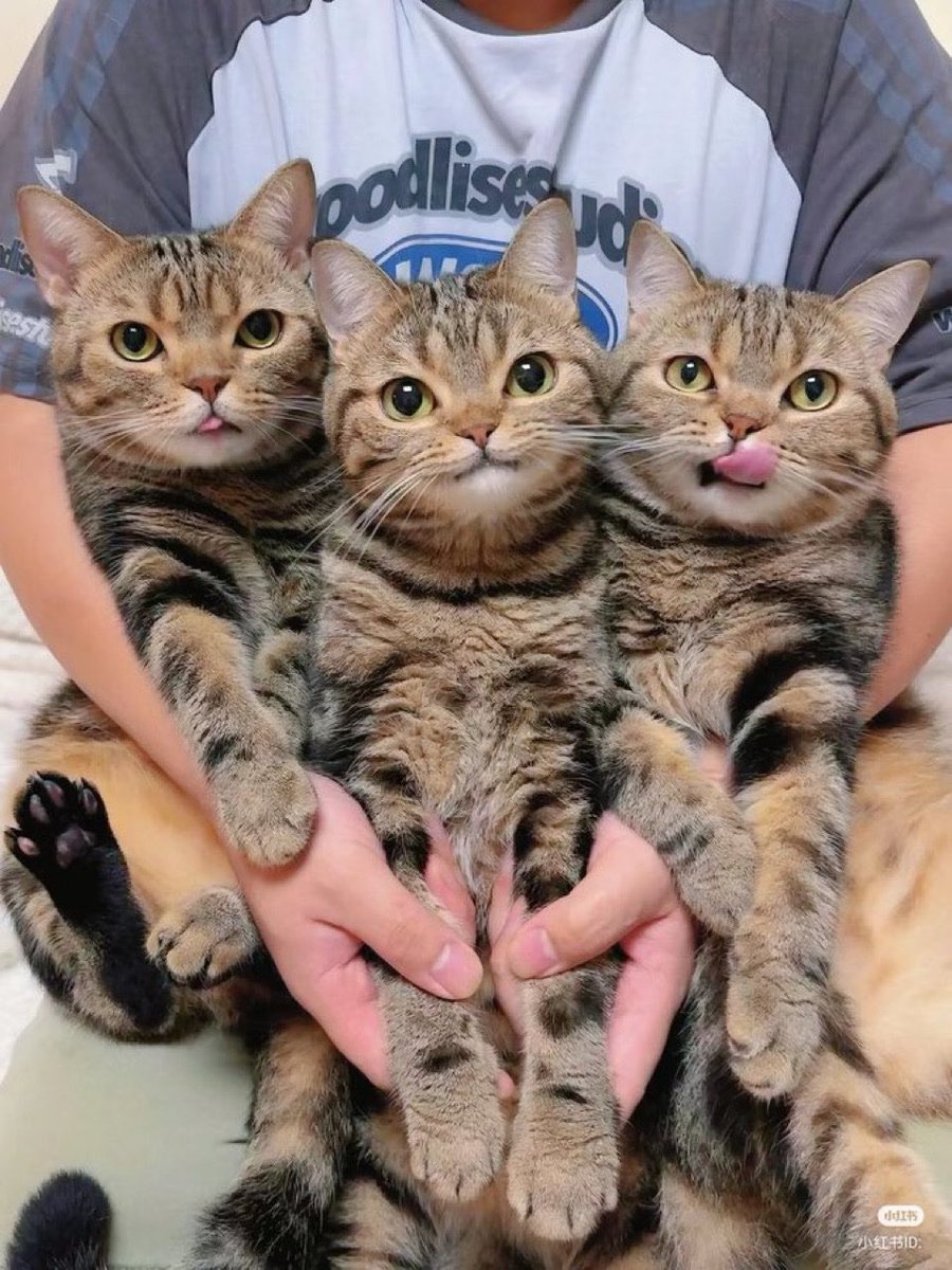 かわいい三兄弟