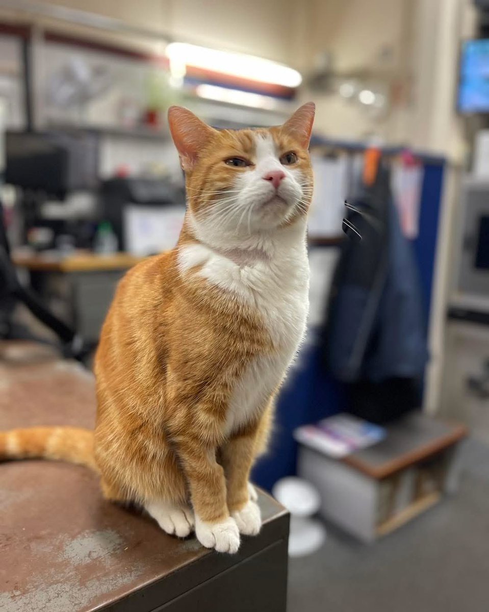 Good morning &amp; welcome to #Caturday 

Little things make big days.

#cats #cats #Cat #CatsOnTwitter #CatsOfTwitter