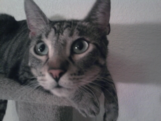 LadyGreyFox tweet media