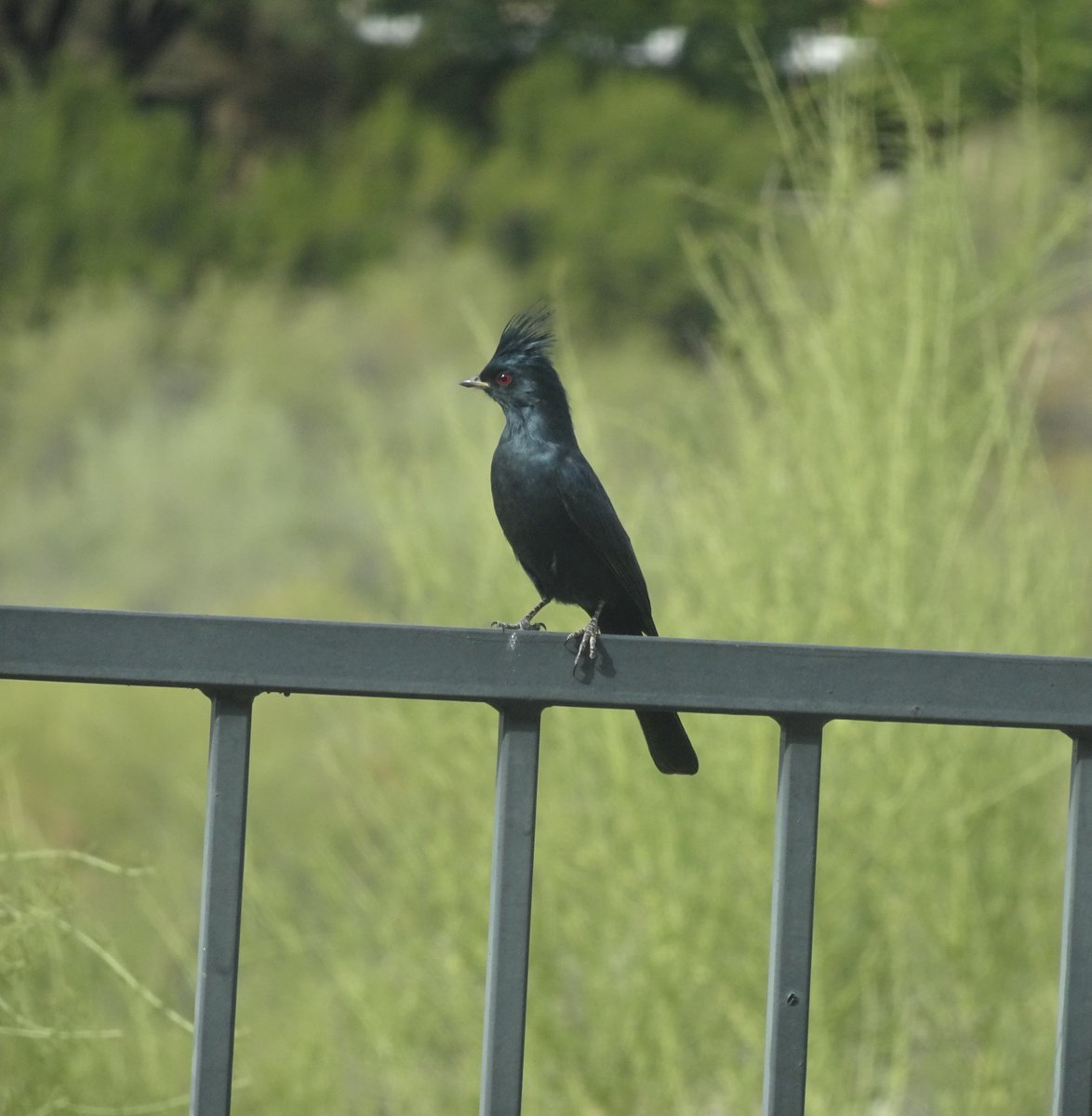 A phainopepla landed on the railing of my backyard patio! Hadn't seen one before. Super cool Tucson bird!