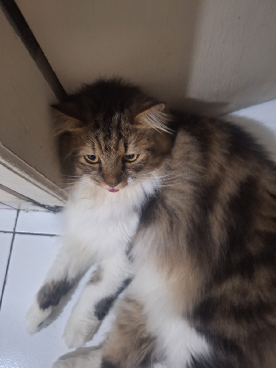 purmeyple's tweet photo. @kochengfs ada yg lagi tidur sambil membenamkan muka, ada yg bengong, ada yg main dlm box, ada juga yg lagi leyeh2 di sofa.. https://t.co/vTWHSnQ928
