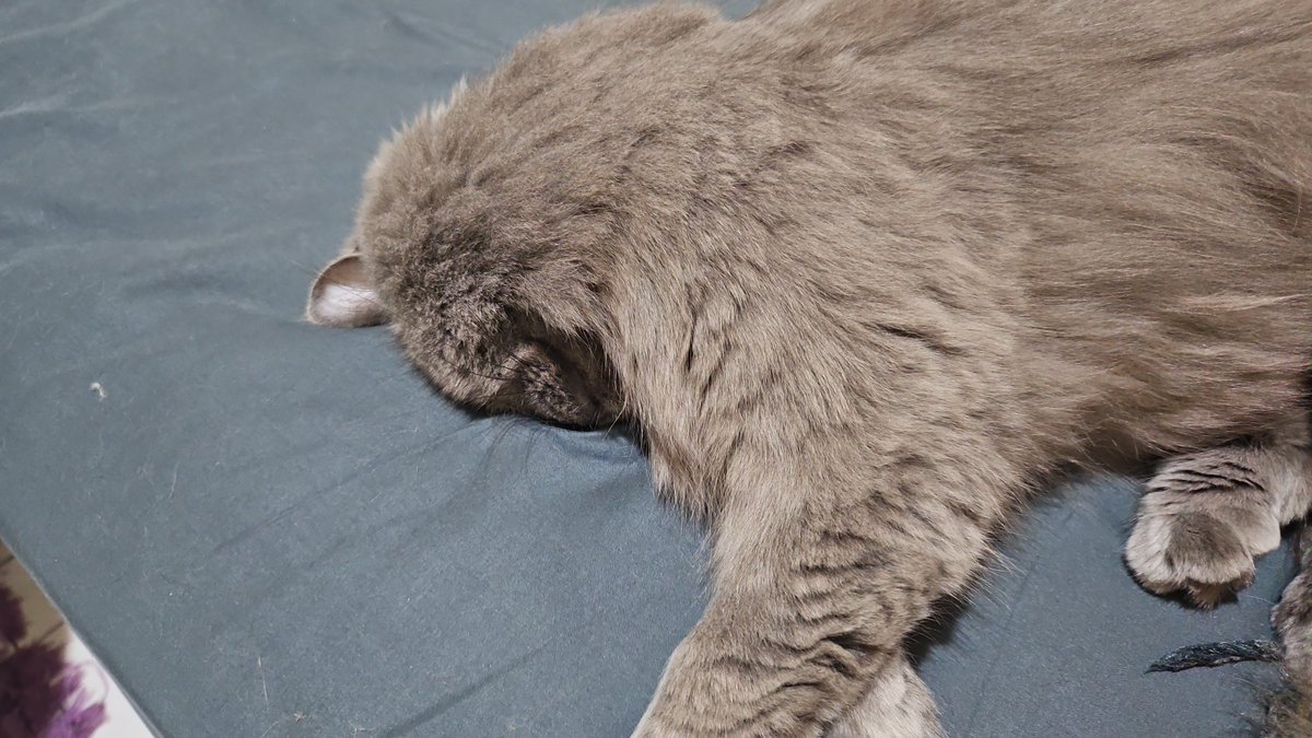 purmeyple's tweet photo. @kochengfs ada yg lagi tidur sambil membenamkan muka, ada yg bengong, ada yg main dlm box, ada juga yg lagi leyeh2 di sofa.. https://t.co/vTWHSnQ928