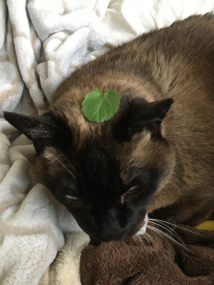 #猫　　#たぬシャム　　#ラブ🩷日記
正月🎍早々、、、変身するにゃ