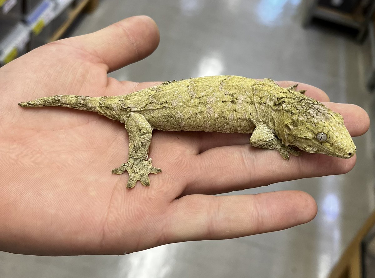 本日の目玉！ ・ツギオミカドヤモリ ブロッセ 1匹限定で￥128000