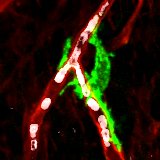 Excited to share our revised manuscript! We adapted new live imaging tools to track the same tissue resident macrophages for months in aging mice. We found a macrophage population that contributes to vascular health in young skin, but is lost as we age... biorxiv.org/content/10.110…