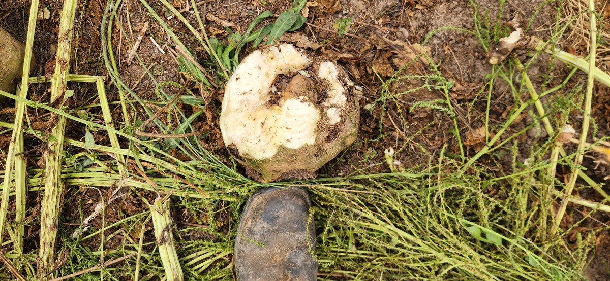 Brian Corr tweet media