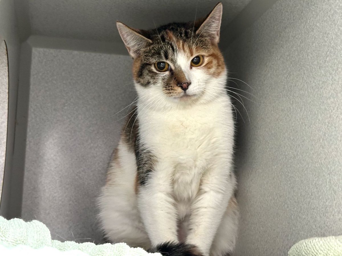 NYC's DEATH ROW CATS tweet media