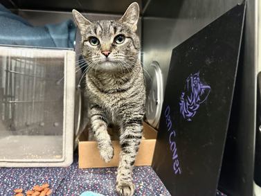NYC's DEATH ROW CATS tweet media
