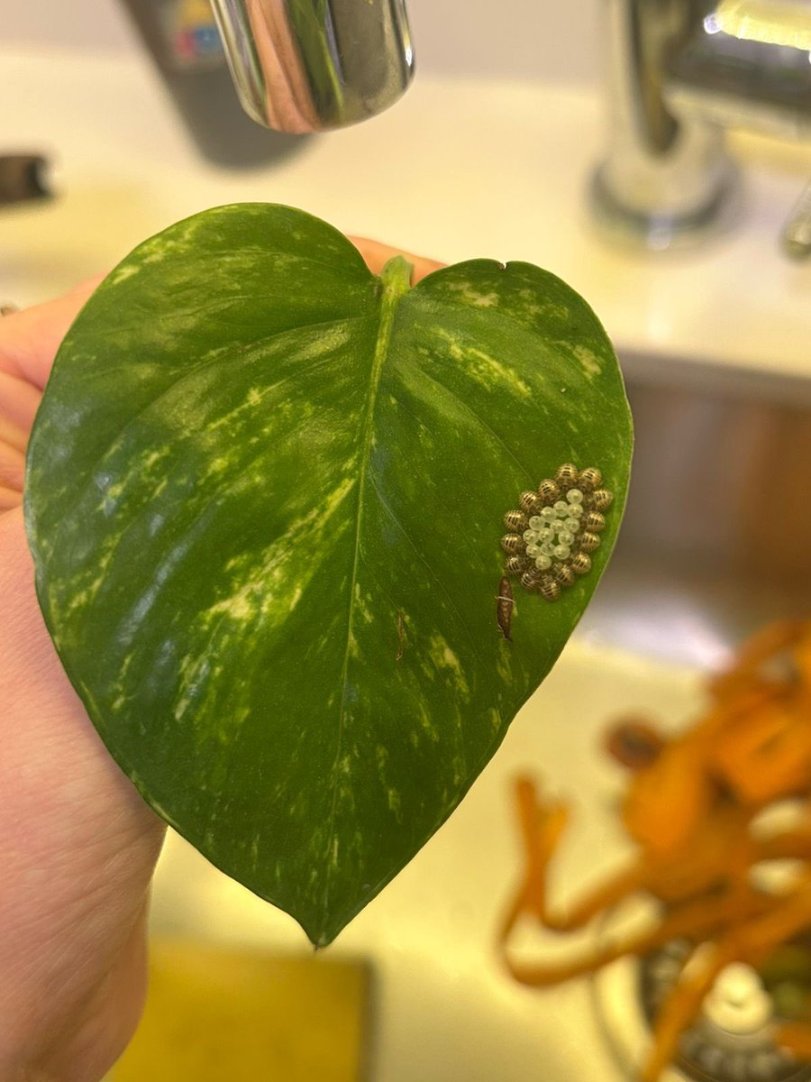 marce_tonic's tweet photo. Gente, algunos sabe que es esta monstruosidad que le salió a la planta de una amiga? https://t.co/LmhWbMWYpV
