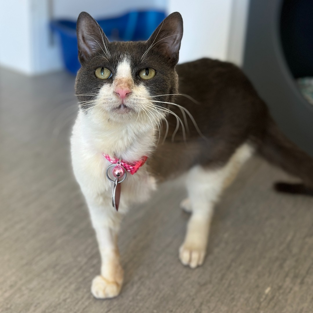 We came across little 3-legged Mila (#MA4018) when she limped her way into a local shelter. Now safe with us, Mila is experiencing the love and care she’s always deserved. A home with older children will help her feel secure and loved. #GetYourRescueOn #Adopt #BiancasFurryFriends