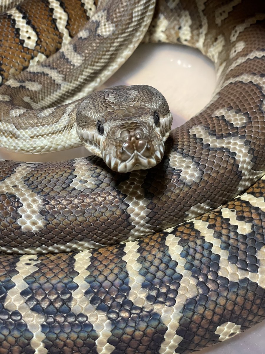 ブリーディングファーム かぷち tweet media