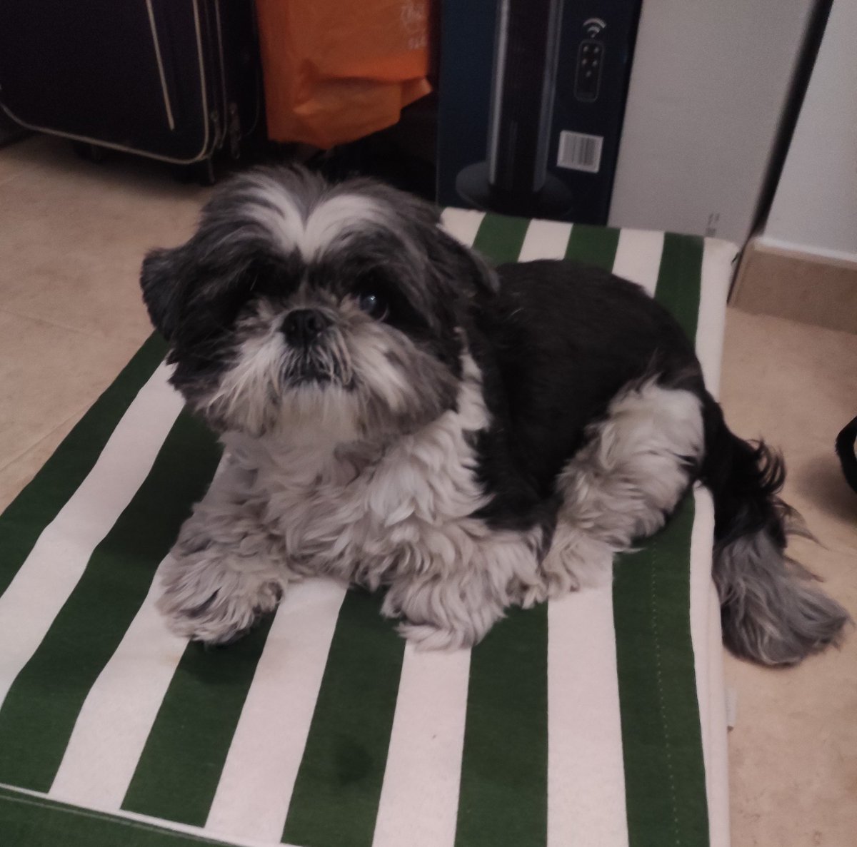 Pinhky's tweet photo. @twaniimals https://t.co/GXx58hvFkv