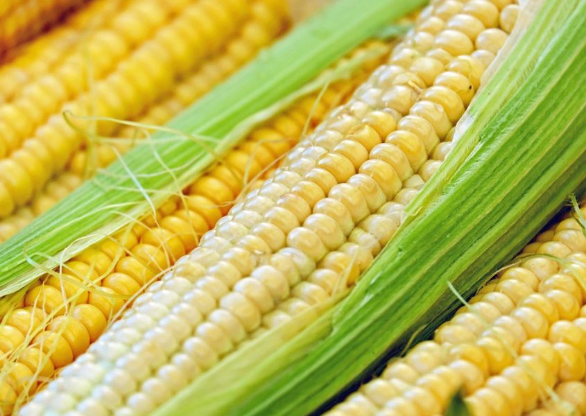 #Nicaragua asegura la producción de maíz para el consumo nacional gracias al esfuerzo conjunto de más de 170 mil pequeños y medianos productores.

En un país donde el maíz es fundamental tanto en la dieta diaria como en la generación de ingresos en las zonas rurales.
#03enero