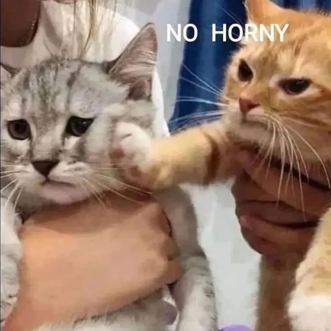 Punch Cat tweet media