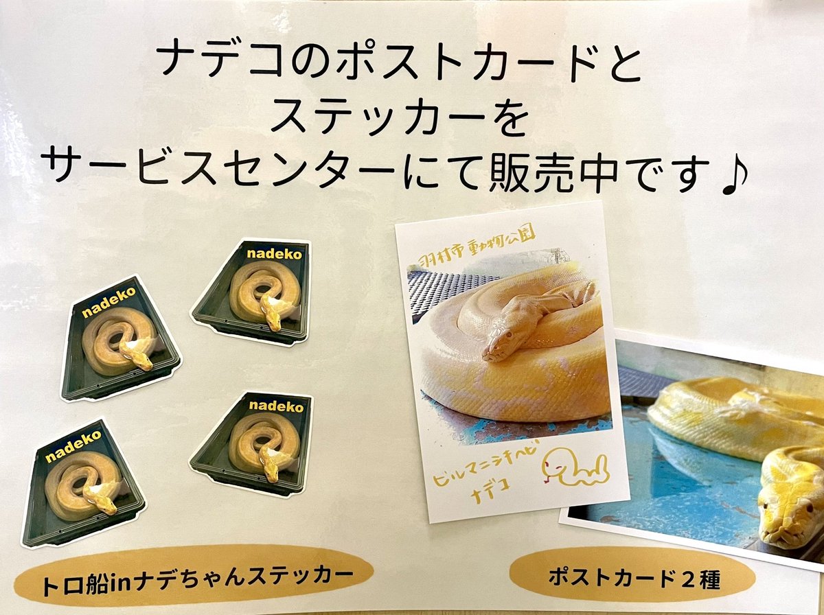 スタディルームにて、 昨年亡くなった #ビルマニシキヘビ の #ナデコ