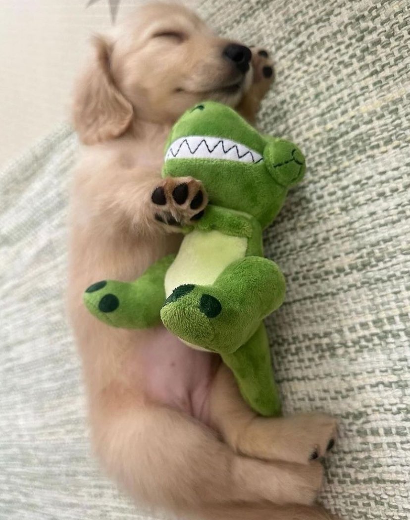 💖 (@twaniimals) on Twitter photo 