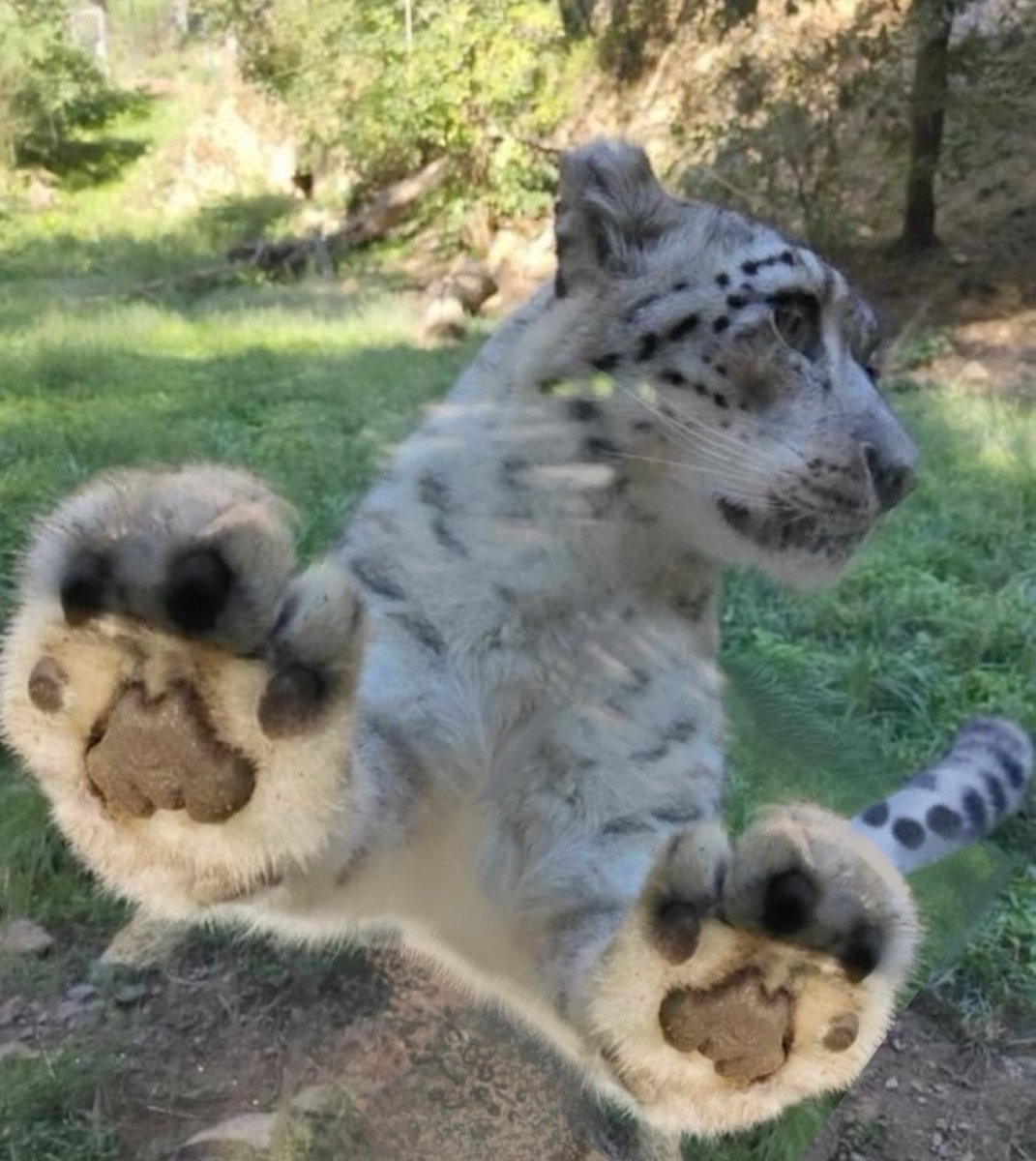 GreyCat48's tweet image. Paws at you :3