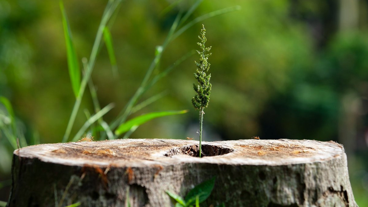 God has a history of using the insignificant to accomplish the impossible.

Richard Exley
#InspirationalQuotes