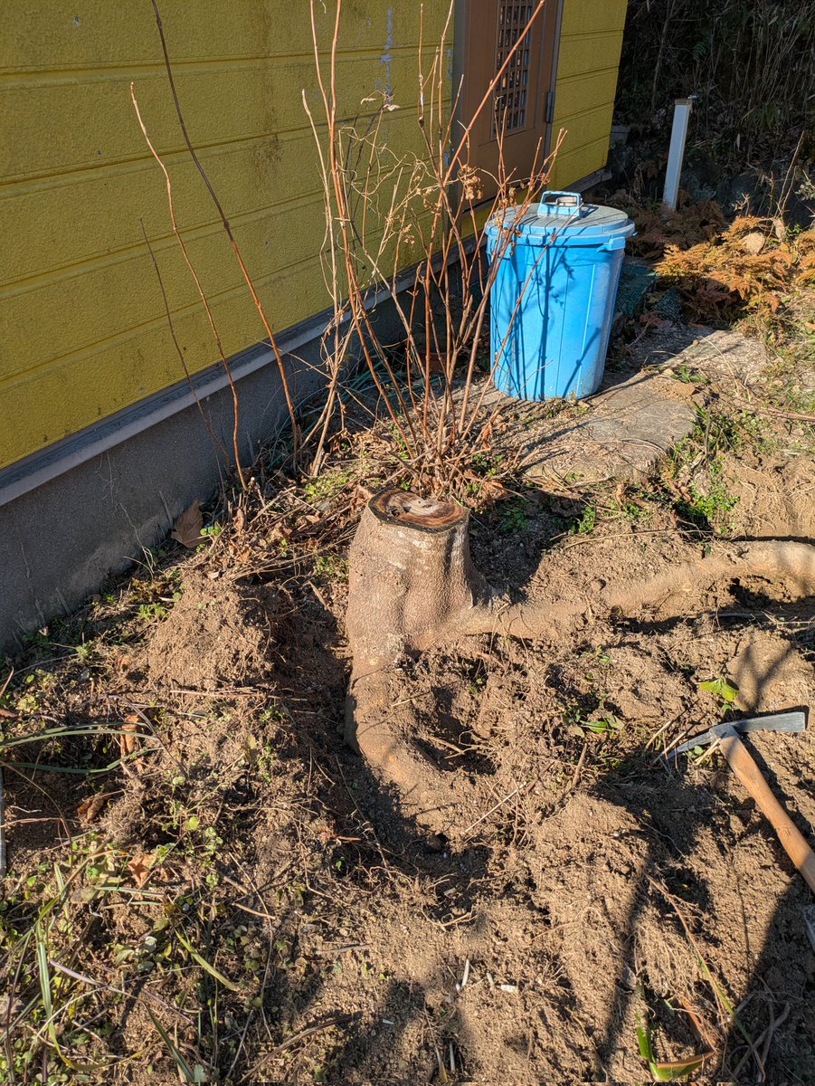fruits_ozora's tweet photo. 今日は畑の小屋の前の切り株を取りたいと思います。 https://t.co/pbzNV4qGRr