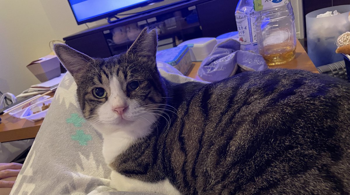 新年早々良いことがありました✨️
初めてニヒトが人間の上でくつろぎました(布を挟んでですが...)