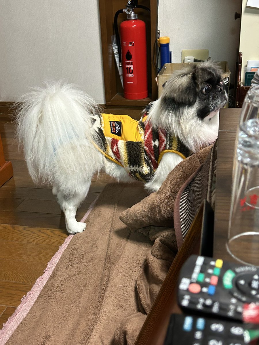 一年ぶりの帰省
初の甥っ子運転で

やはり父飯は最高
母の作る副菜は白ごはんの沼
そして、地元飯の鯛そうめん

あーおいしかった

#天草
#帰省 
#父飯 
#母飯 
#実家飯