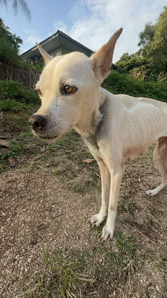 Alba is alive. She made it through the night. I was very worried about the first night.

For now we’ll take this big win.

Given her name I brought her out to see her first sunrise with me (1/4)