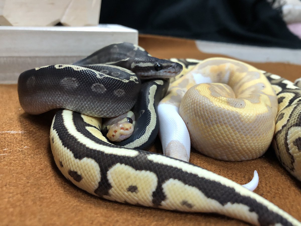 Biting04's tweet image. 2025🎍✨
良い一年になりますように🐍