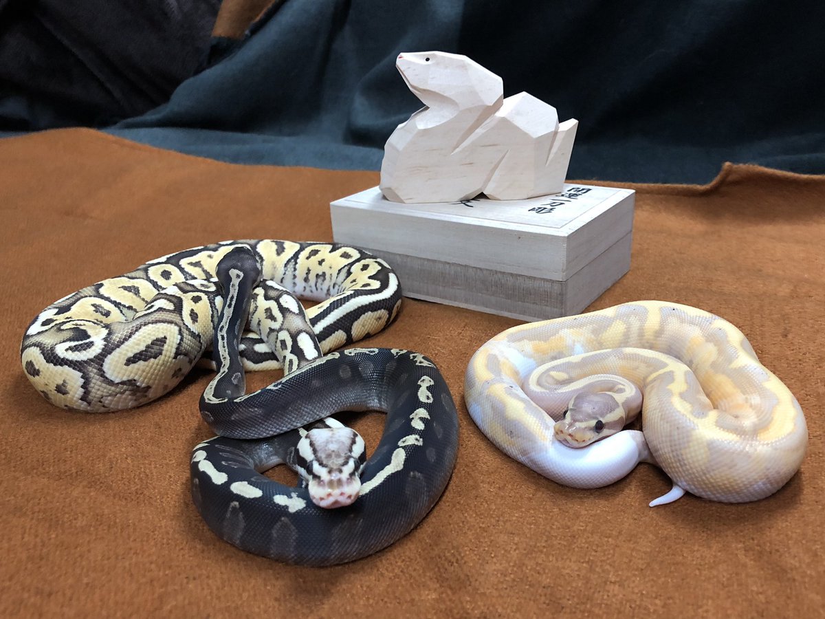 Biting04's tweet image. 2025🎍✨
良い一年になりますように🐍