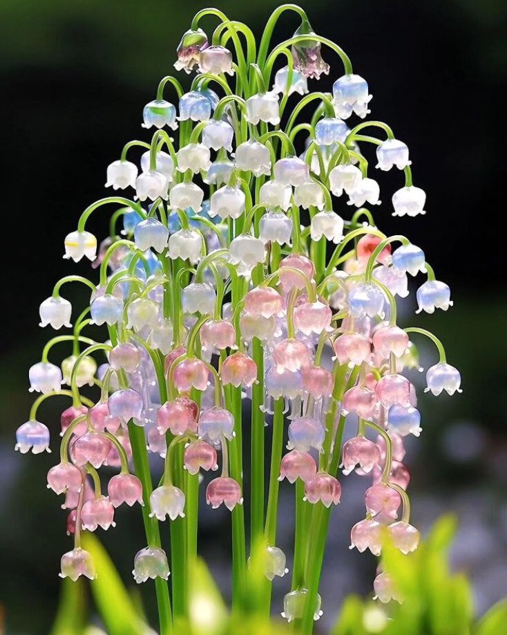 lily of the valley