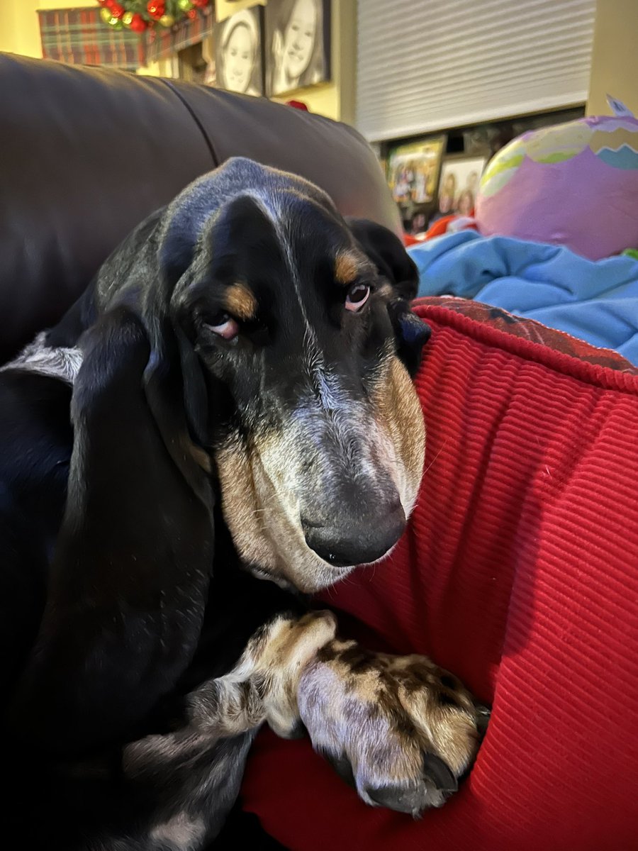 Bubba the 80 pound hound tweet media