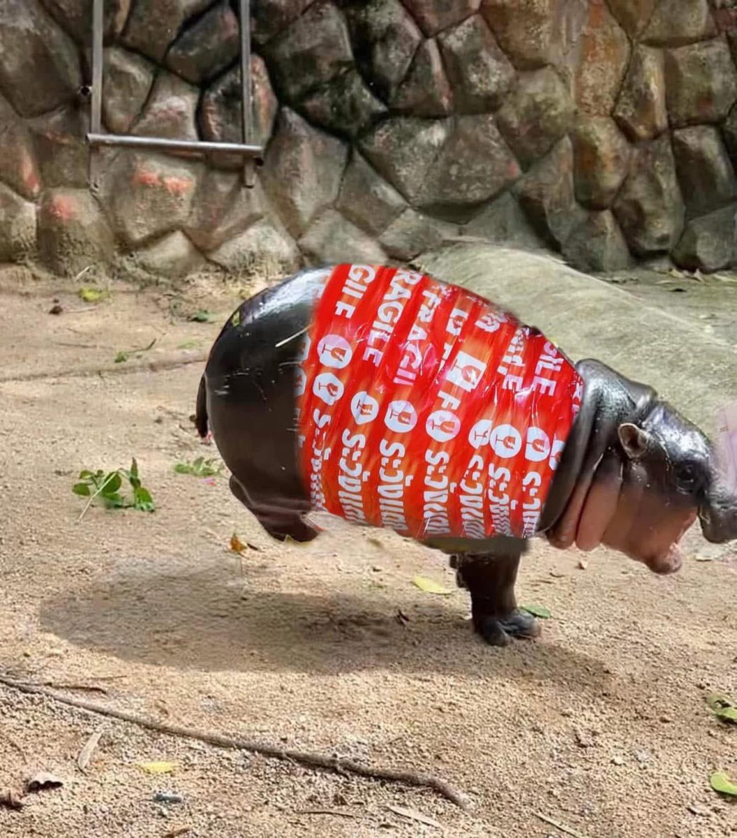 and_khamoo's tweet image. ระวังแตก

#hippo #PygmyHippo #ขาหมูแอนด์เดอะแก๊ง #หมูเด้งจะเด้งกี่โมง #Moodeng #พี่ขาหมู #สวนสัตว์แปลกเขาเขียว