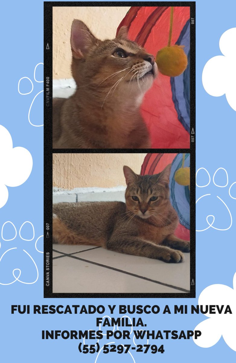 Guapo Raúl fue rescatado y busca a su nueva familia. Se entrega esterilizado y con contrato de adopción.Informes por WhatsApp 5552972794
<a href="/gatitosasalvo/">🐾🐾Gatitos a salvo🐾🐾</a> <a href="/LordGatus/">Lord Gatus</a> <a href="/gatos_en/">Gatos en adopcion</a> <a href="/El_gatitoGordo/">LA KASA DEL GATITO GORDO</a> <a href="/michisenadop/">Michis en Adopción MX 🇲🇽</a> <a href="/TurDogs/">TurDogs Adopción y difusión México</a> <a href="/AdoptaMascotasX/">Adopta Mascotas</a> <a href="/MascotCondsaRom/">Mascotas Condesa & Roma 😺🐶🥰</a> <a href="/coldelvallecdmx/">Colonia Del Valle</a> <a href="/RomaCondesa/">RomaCondesa</a>