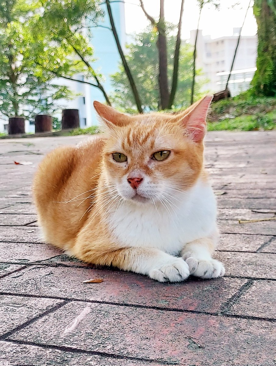 Gud caturday morning, mi furriends 🌞