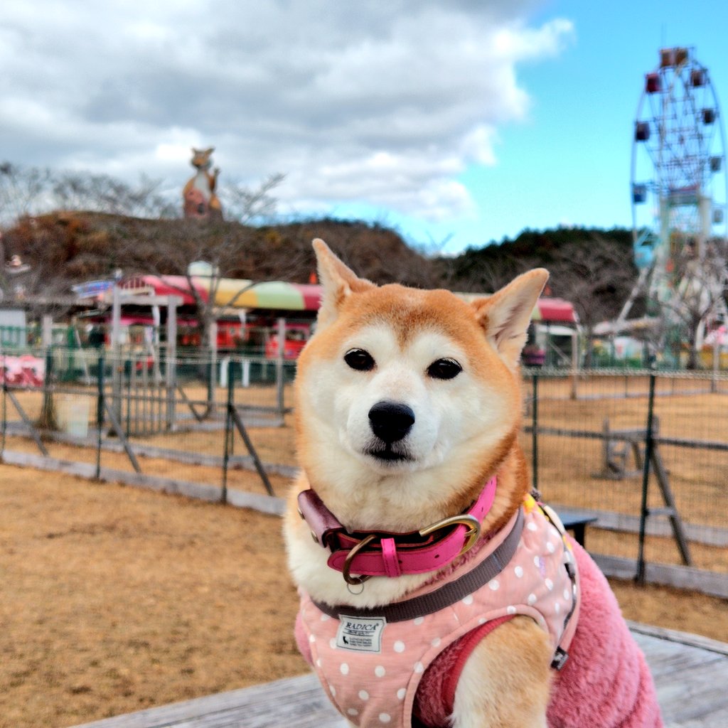 柴犬マスター💎💛👑🍊🌾 tweet media