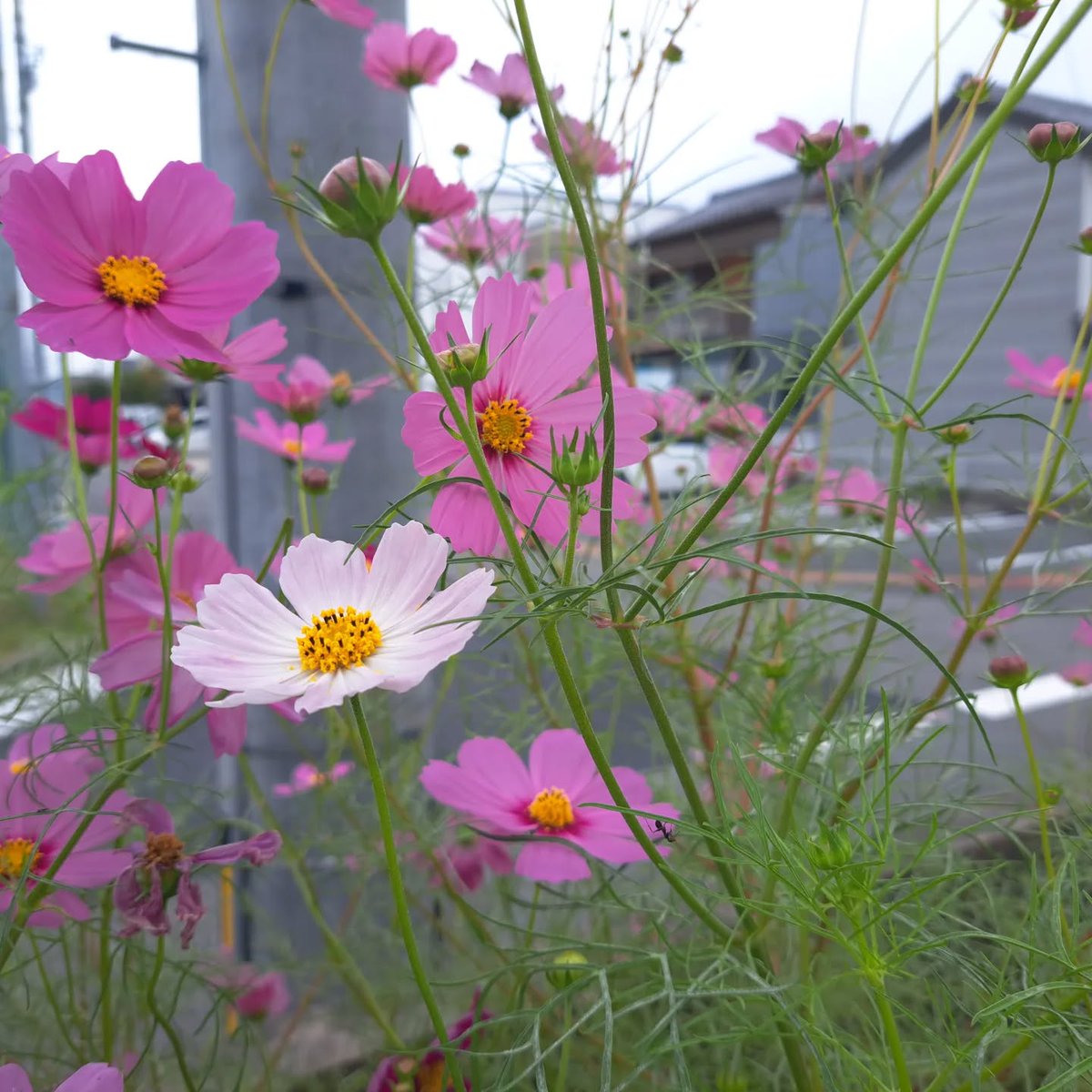 randy11925's tweet photo. #近所 の #コスモス#選挙 #帰り に #撮影 #秋桜 https://t.co/Re1HINYc2U